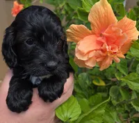 Rue2, a male Cockapoo for sale in Fort Myers, FL – Photo 1 of 4