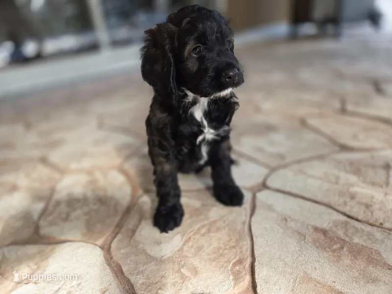 Rue2 – Cockapoo puppy for sale in Fort Myers, FL