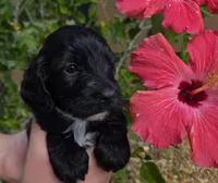 Rue2, a male Cockapoo for sale in Fort Myers, FL – Photo 2 of 4
