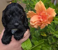 Rue2, a male Cockapoo for sale in Fort Myers, FL – Photo 4 of 4