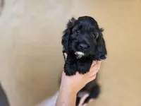 Rue2, a male Cockapoo for sale in Fort Myers, FL – 2 of 6