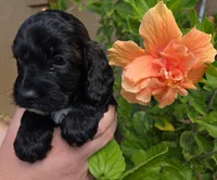 Rue2, a male Cockapoo for sale in Fort Myers, FL – Photo 3 of 4