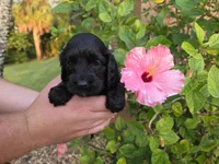 Black/chocolate, a male Cockapoo for sale in Fort Myers, FL – 2 of 5
