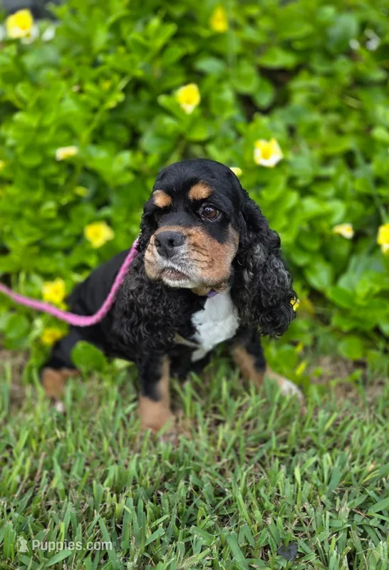 AKC Mystical Gigi Legacy  – Cocker Spaniel puppy for sale in Fort Myers, FL