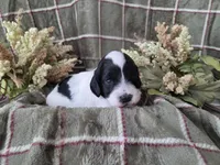 Black and white parti, a female Cockapoo for sale in Fort Myers, FL – 3 of 4