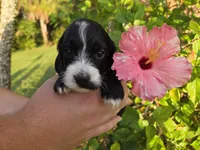 Black with white, a male Cockapoo for sale in Fort Myers, FL – 7 of 7