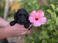 Black/chocolate, a male Cockapoo for sale in Fort Myers, FL – 3 of 5
