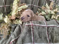 Apricot with white, a male Cockapoo for sale in Fort Myers, FL – 3 of 5