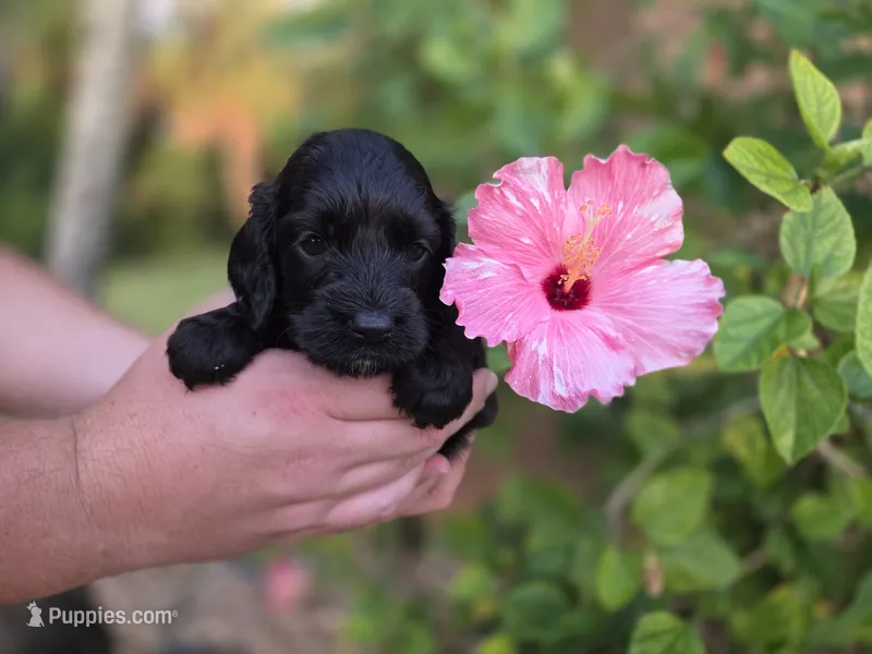 Black/chocolate – Cockapoo puppy for sale in Fort Myers, FL