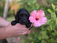 Black/chocolate, a male Cockapoo for sale in Fort Myers, FL – 1 of 5