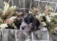 Tri colored, a female Cockapoo for sale in Fort Myers, FL – 2 of 6