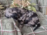 Tri colored, a female Cockapoo for sale in Fort Myers, FL – 5 of 6