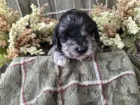 Tri colored, a female Cockapoo for sale in Fort Myers, FL – 2 of 5