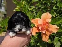 Tri colored phantom, a male Cockapoo for sale in Fort Myers, FL – Photo 1 of 10