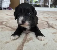 Tri colored phantom, a male Cockapoo for sale in Fort Myers, FL – Photo 5 of 7