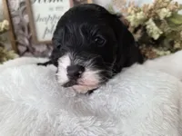 Tri colored phantom, a male Cockapoo for sale in Fort Myers, FL – Photo 6 of 7