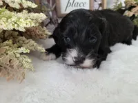 Tri colored phantom, a male Cockapoo for sale in Fort Myers, FL – Photo 7 of 7
