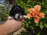 Tri colored phantom, a male Cockapoo for sale in Fort Myers, FL – Photo 10 of 10