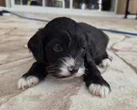 Tri colored phantom, a male Cockapoo for sale in Fort Myers, FL – Photo 3 of 7
