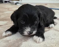 Tri colored phantom, a male Cockapoo for sale in Fort Myers, FL – Photo 2 of 7