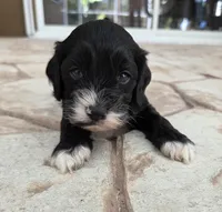 Tri colored phantom, a male Cockapoo for sale in Fort Myers, FL – Photo 4 of 7