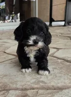 Tri colored phantom, a male Cockapoo for sale in Fort Myers, FL – Photo 2 of 10