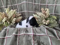 Black and white parti, a female Cockapoo for sale in Fort Myers, FL – 2 of 4