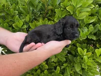 Black/chocolate, a male Cockapoo for sale in Fort Myers, FL – 4 of 5