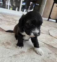 Stunning Tri colored phantom, a female Cockapoo for sale in Fort Myers, FL – Photo 2 of 10