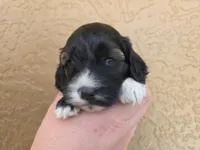 Stunning Tri colored phantom, a female Cockapoo for sale in Fort Myers, FL – Photo 7 of 10