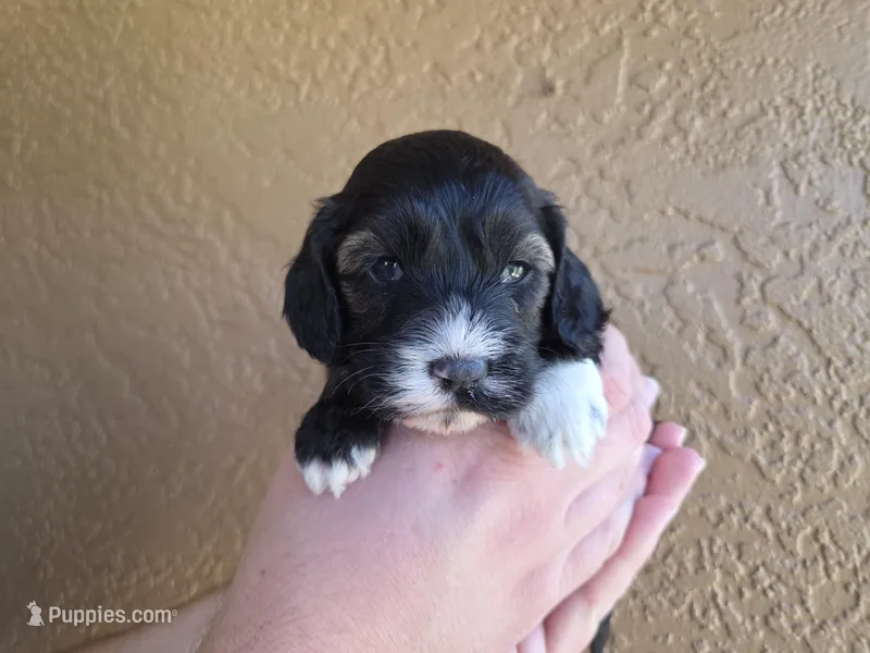 Stunning Tri colored phantom – Cockapoo puppy for sale in Fort Myers, FL