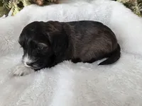 Stunning Tri colored phantom, a female Cockapoo for sale in Fort Myers, FL – Photo 10 of 10