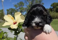 Stunning Tri colored phantom, a female Cockapoo for sale in Fort Myers, FL – Photo 3 of 10