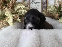 Stunning Tri colored phantom, a female Cockapoo for sale in Fort Myers, FL – Photo 8 of 10