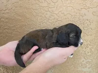 Stunning Tri colored phantom, a female Cockapoo for sale in Fort Myers, FL – Photo 5 of 10