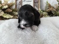 Stunning Tri colored phantom, a female Cockapoo for sale in Fort Myers, FL – Photo 6 of 10