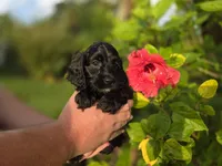 Black with white, a male Cockapoo for sale in Fort Myers, FL – 3 of 4
