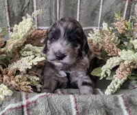 Tri colored, a female Cockapoo for sale in Fort Myers, FL – 6 of 6