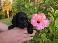 Black/chocolate, a male Cockapoo for sale in Fort Myers, FL – 5 of 5