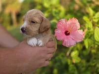 Apricot with white 2, a male Cockapoo for sale in Fort Myers, FL – 2 of 7
