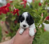 Stunning parti travel size, a male Cockapoo for sale in Fort Myers, FL – 3 of 9