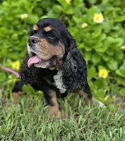 AKC Mystical Gigi Legacy , a female Cocker Spaniel for sale in Fort Myers, FL – 3 of 7