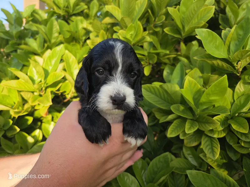 Black with white – Cockapoo puppy for sale in Fort Myers, FL