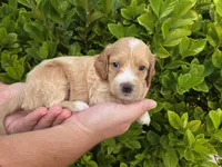 Apricot with white 2, a male Cockapoo for sale in Fort Myers, FL – 4 of 7