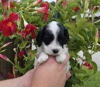 Stunning parti travel size, a male Cockapoo for sale in Fort Myers, FL – 4 of 9