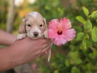 Apricot with white, a male Cockapoo for sale in Fort Myers, FL – 2 of 7
