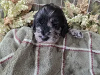 Tri colored, a female Cockapoo for sale in Fort Myers, FL – 5 of 5