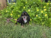 AKC Mystical Gigi Legacy , a female Cocker Spaniel for sale in Fort Myers, FL – 2 of 7
