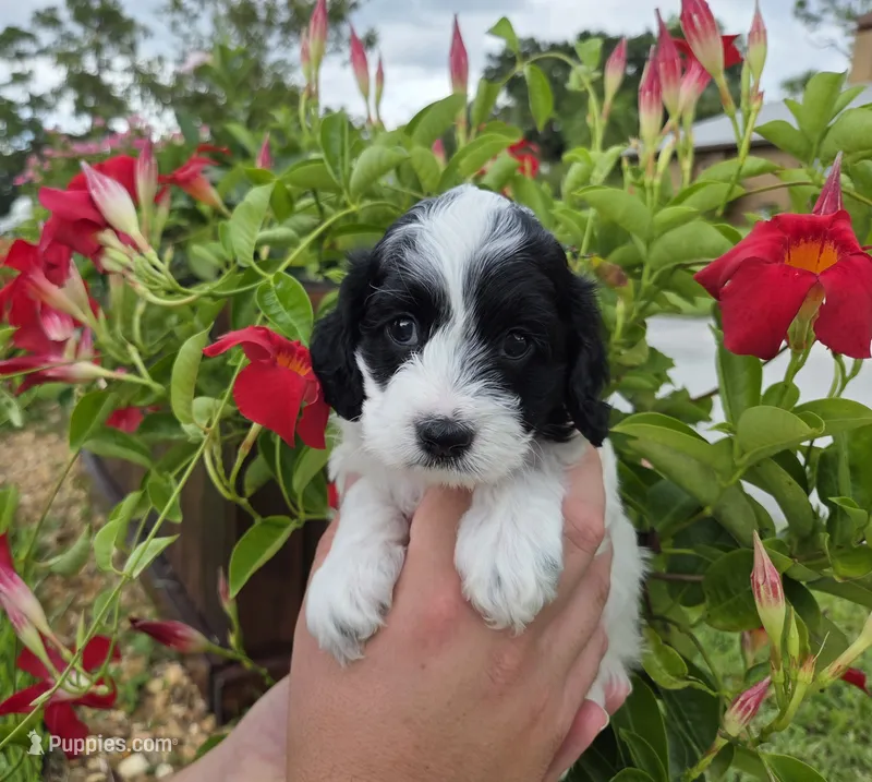 Stunning parti travel size – Cockapoo puppy for sale in Fort Myers, FL