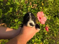 Black with white, a male Cockapoo for sale in Fort Myers, FL – 6 of 7